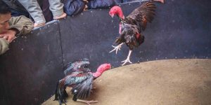 cách thả gà đá chuẩn