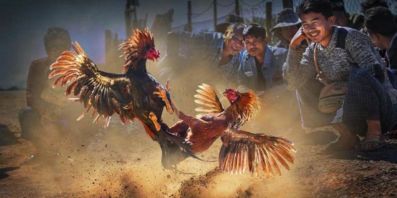 Gà nên được tắm đều đặn theo lịch tập luyện