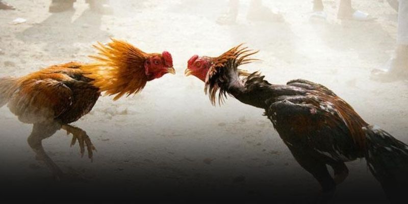Tổng kết lợi ích khi áp dụng đúng cách tắm gà đá