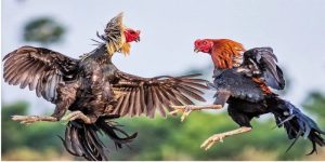 Đá gà trực tiếp hôm nay C2